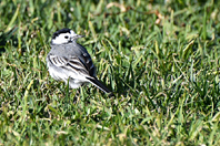 Motacilla alba